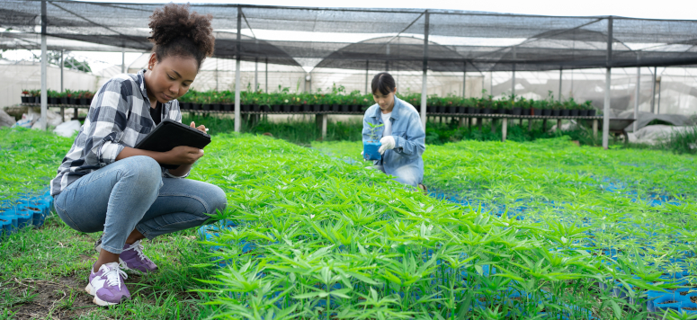 hemp field